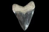 Serrated, Fossil Megalodon Tooth - Collector Quality Tooth #95492-2